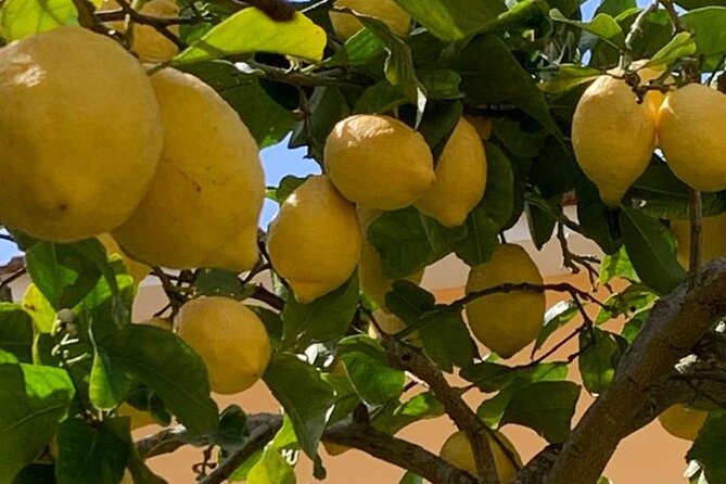 3 Hour Walking Tour of Sorrento with Local Food Tasting - Quick highlights