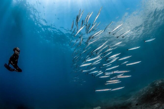 Afternoon snorkelling guided by a marine biologist in Sorrento - Why a marine biologist changes your whole snorkeling trip