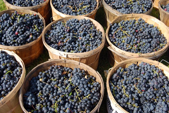All Inclusive Pompeii, Vesuvius, wine tasting & light lunch - Price and value: what $642.75 covers (and what that means for you)