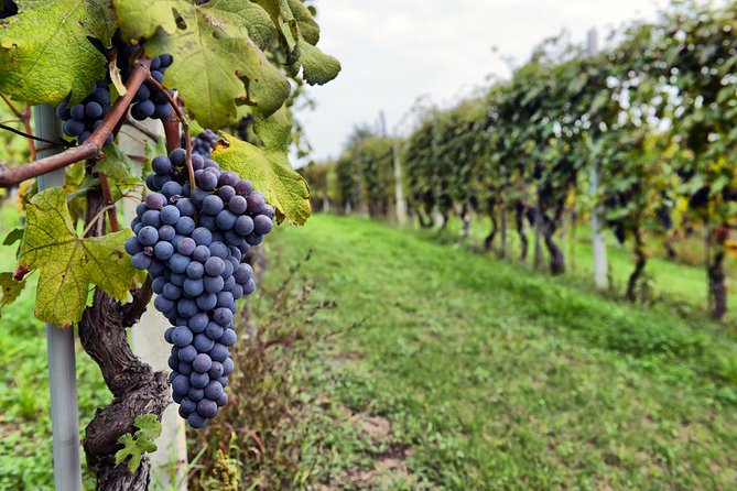 All Inclusive Pompeii, Vesuvius, wine tasting & light lunch - Should you book All Inclusive Pompeii, Vesuvius, wine tasting & light lunch?