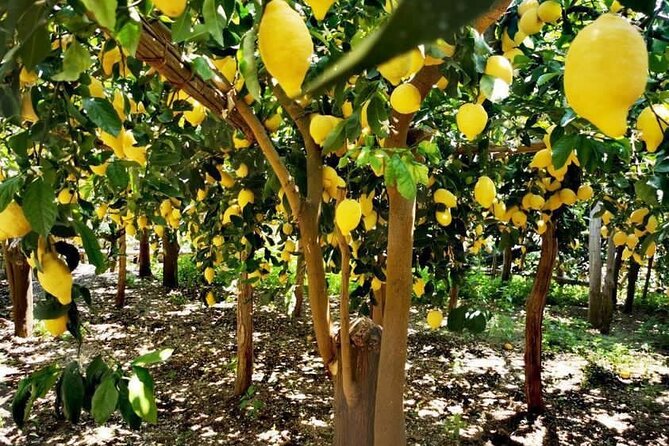Amalfi Coast - Maiori: Path of Lemons Tour with Tasting - Key highlights that make this tour worth your time