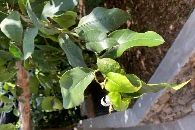 Amalfi Coast - Maiori: Path of Lemons Tour with Tasting - The lemon farm tasting: what’s included and what costs extra