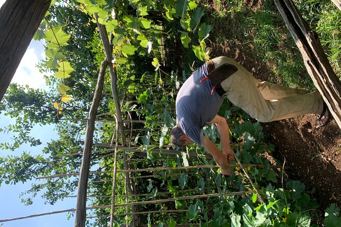 Amalfi Coast - Maiori: Path of Lemons Tour with Tasting - Guides make the difference: small group energy and local stories