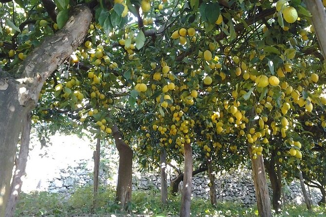 Amalfi Coast - Maiori: Path of Lemons Tour with Tasting - Price and value: is $60.47 a good deal?