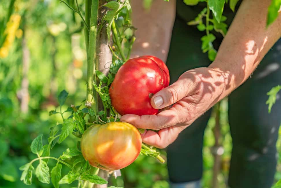 Amalfi Coast: Pizza & Mozzarella Class with Farmhouse visit - Amalfi Heaven Gardens: where pizza lessons meet real farming