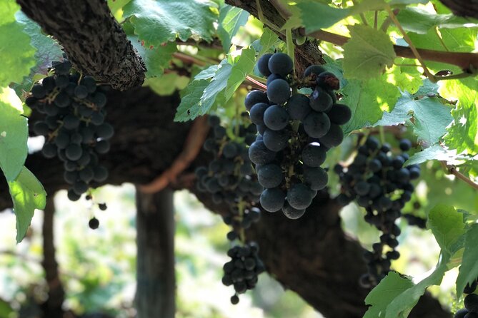 Amalfi coast private tour with Amalfi Ravello and Wine Tour from Positano - Should you book this Amalfi Coast private tour?