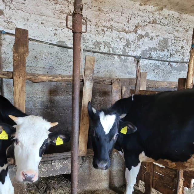 Amalfi: Learn how to make pasta, mozzarella and tiramisù! - The farm tour: animals, old stones, and Amalfitan food culture