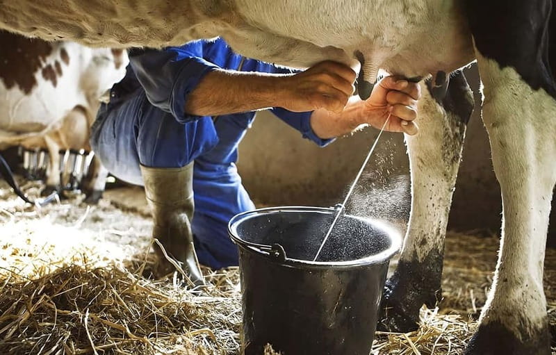 Amalfi: Milk the cows, Make Pasta, Mozzarella and Tiramisù! - Key highlights you’ll care about
