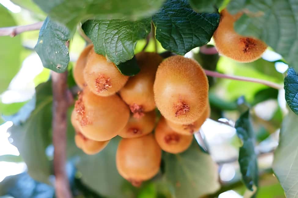 Amalfi: Milk the cows, Make Pasta, Mozzarella and Tiramisù! - Who this Amalfi farm class is perfect for