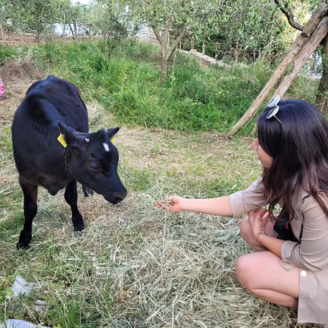 Amalfi: Milk the cows, Make Pasta, Mozzarella and Tiramisù! - Agerola farmhouse life, with a real Amalfi view