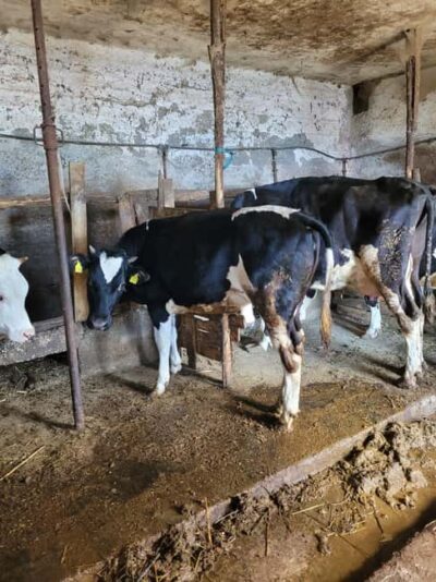Amalfi: Milk the cows, Make Pasta, Mozzarella and Tiramisù! - Meet Valentino: how the lesson stays friendly and clear