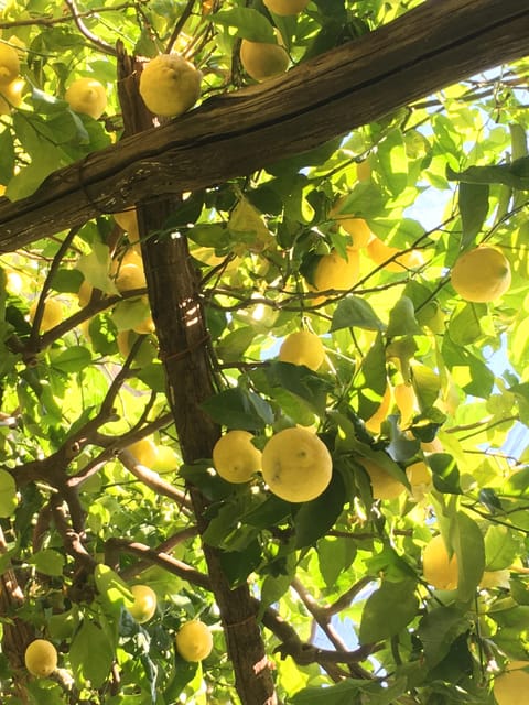Amalfi Organic Lemon Tour & Tasting in the Historical Garden - What Happens Before You Taste Anything