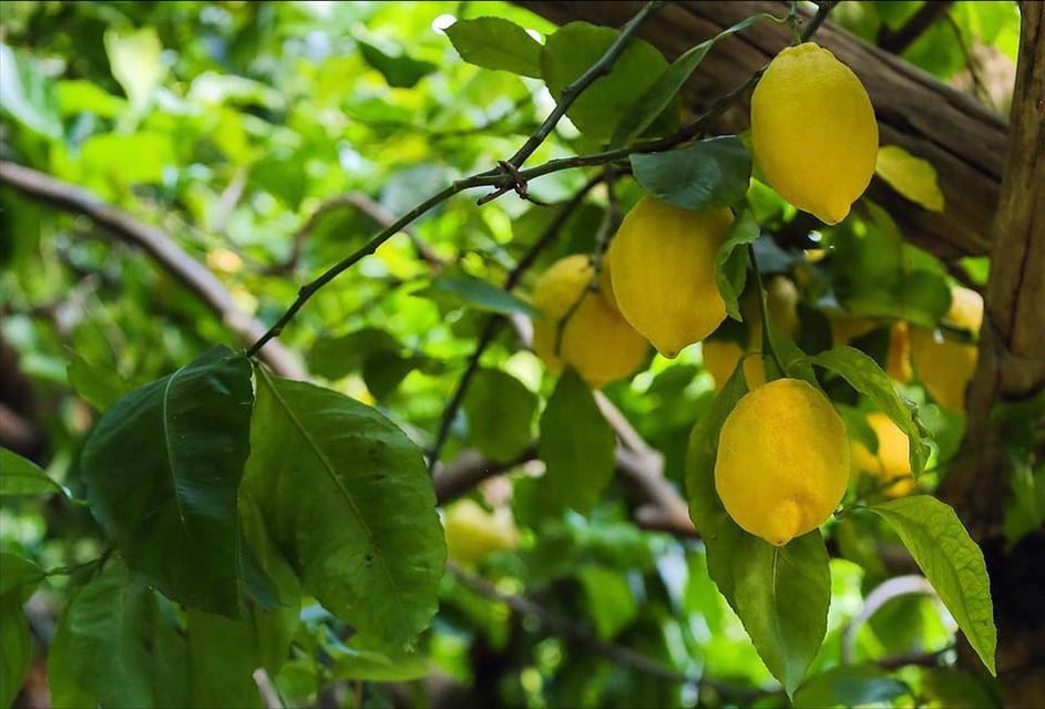 Amalfi Organic Lemon Tour & Tasting in the Historical Garden - The Tasting Break: Lemonade, Limoncello, and Lemon Cake