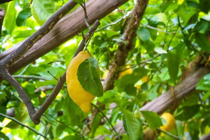 Amalfi Organic Lemon Tour & Wine Tasting + Dinner or Lunch - Entering Amalfi’s lemon world at Via delle Cartiere