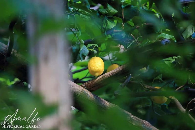 Amalfi Organic Lemon Tour & Wine Tasting + Dinner or Lunch - Who this tour suits best (and who should skip)