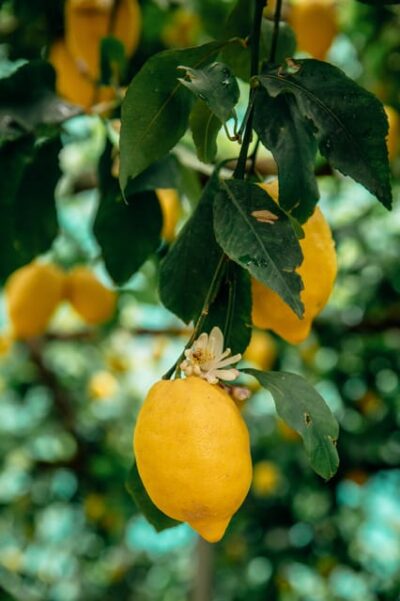 Amalfi: Vertical Lemon Farm Tour, Tastings, and Rural Museum - Walking the Vertical Lemon Grove on Amalfi’s Terraces