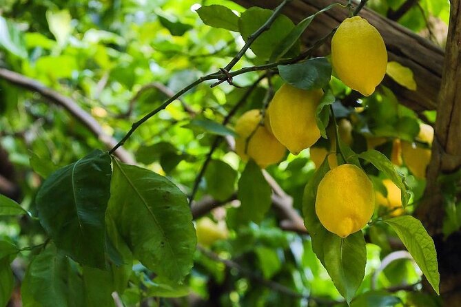 Authentic Amalfi Lemon Tour & Tasting in the Historical Garden - Price and value: is $49.48 a fair deal for lemons in Amalfi?
