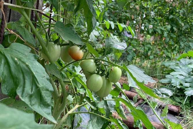 Cook and Eat in a Citrus Grove in Sorrento - The Peasant Menu You’ll Cook: Ravioli or Gnocchi, Parmigiana, Tiramisu