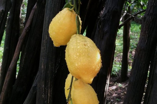 DISCOVER SORRENTO, food &Walking tour . Lemons-cheese&olive oil - A 5 p.m. stroll that turns Sorrento into a flavor lesson