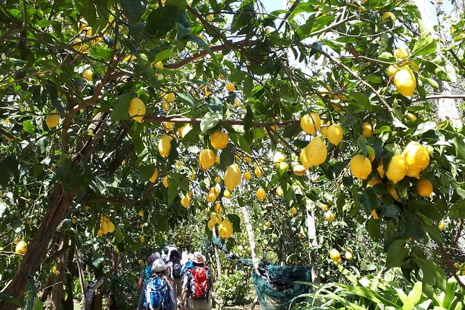 DISCOVER SORRENTO, food &Walking tour . Lemons-cheese&olive oil - The walking pace: how to plan for narrow lanes