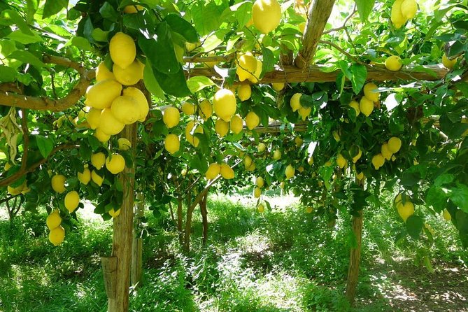 Discover Sorrento with food tasting and walking Tour - Via San Nicola and I Giardini di Cataldo: Artisan Liqueurs, Marmalade, and Gelato