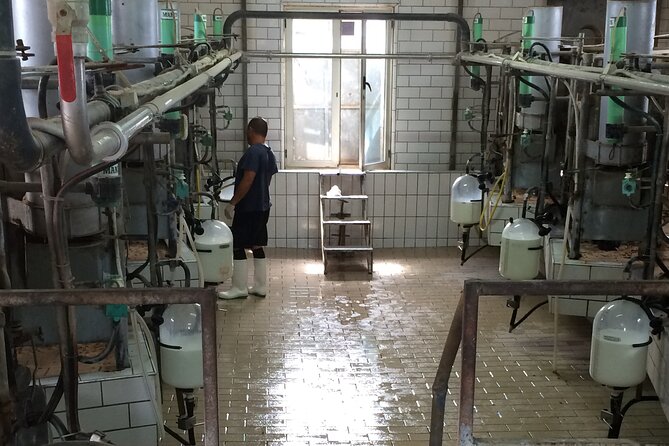Food gastronomic tour - Mozzarella Maker Visit: Watching Cheese Get Made, Then Sampling