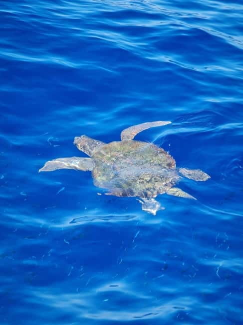 From Sorrento: Capri Boat Tour with Blue Grotto Visit - Blue Grotto visit: guided time and why it needs good conditions