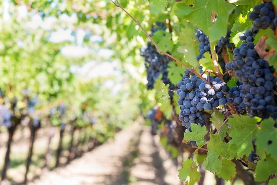 From Sorrento: Pompeii & Mt. Vesuvius Tour with Lunch & Wine - Price and value: what you’re paying for at $192.58