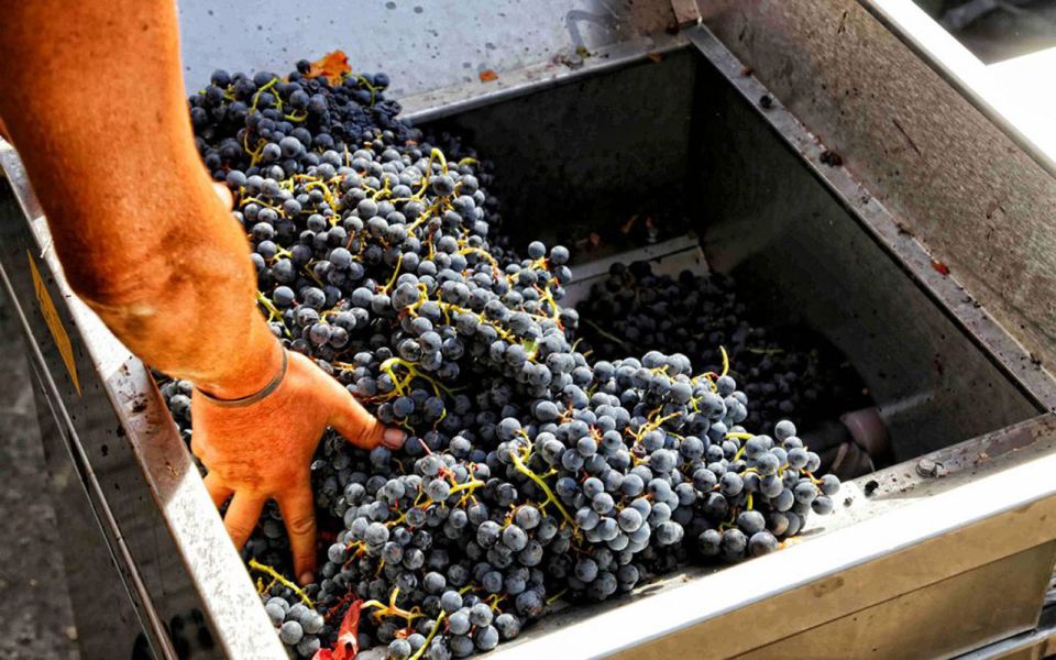 From Sorrento: Winery Tour, Tasting & Lunch - A Vesuvio Winery Day That Fits Real Sorrento Travel Time