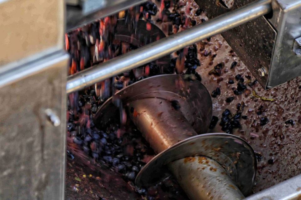 From Sorrento: Winery Tour, Tasting & Lunch - The Vineyard Tour: What You’ll See (and Why It Might Be Brief)