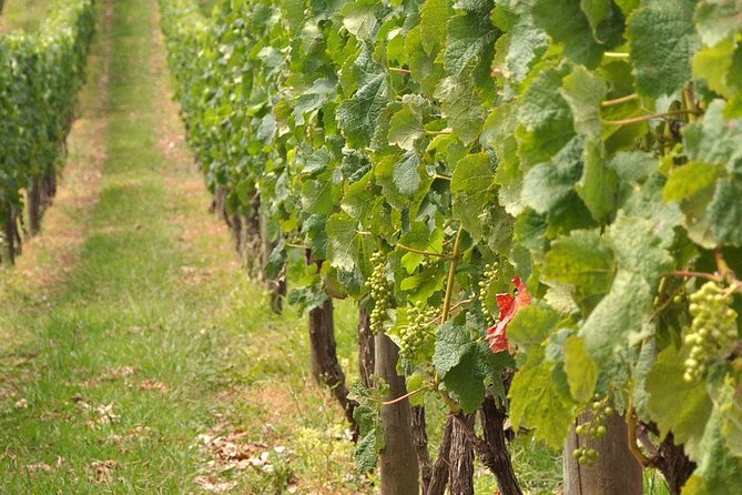 Full Day Small Group Pompeii Tour from Sorrento with Local Wine Tasting - A guided Pompeii day that feels planned, not frantic