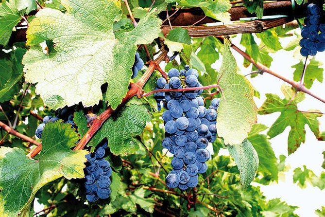 Full Day Small Group Pompeii Tour from Sorrento with Local Wine Tasting - Pace and group size: where you’ll feel the “small group” most
