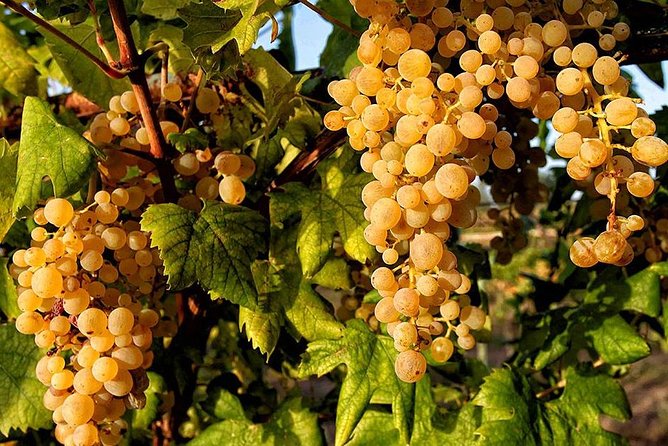 Full Day Small Group Pompeii Tour from Sorrento with Local Wine Tasting - What to pack for a full day in Pompeii and wine country