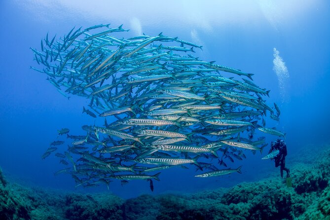 Guided diving for beginners without certification from Sorrento - Wildlife and Views: What You’re Likely to Notice Under the Surface