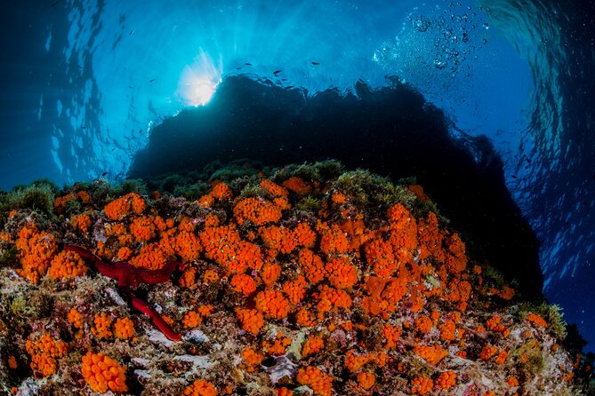 Guided diving for beginners without certification from Sorrento - Price vs. Value: Is $296.46 Worth It?