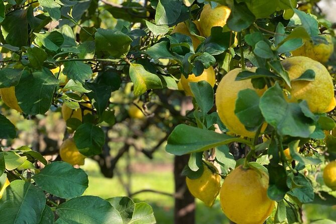 Guided tour of a historic lemon grove in Sorrento - Key Highlights You’ll Actually Care About