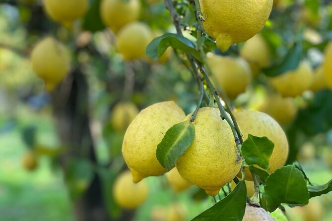 Guided tour of a historic lemon grove in Sorrento - Price and Time: What You’re Really Paying For