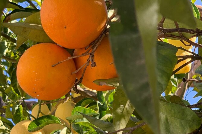 Guided tour of a historic lemon grove in Sorrento - Inside the Historic Lemon House and Grove Walk