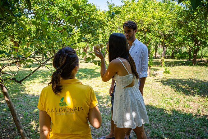 Guided tour of a historic lemon grove in Sorrento - The Tasting: Lemon Snacks That Actually Explain the Flavor