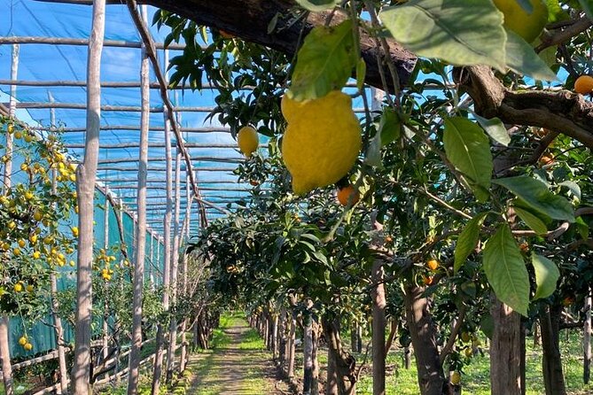 Guided tour of a historic lemon grove in Sorrento - What I’d Bring: Comfort, Bugs, and a Few Smart Extras
