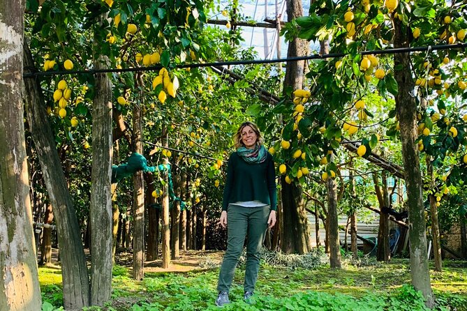 Guided tour of the history and tradition of the Sorrento lemon - Key points to know before you go