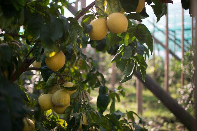 Guided tour of the history and tradition of the Sorrento lemon - Price and timing: is $59.29 worth your afternoon?