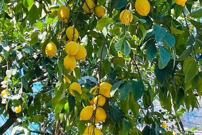 Guided tour of the history and tradition of the Sorrento lemon - Walking among Ovale di Sorrento, Sfusato di Amalfi, and cedar