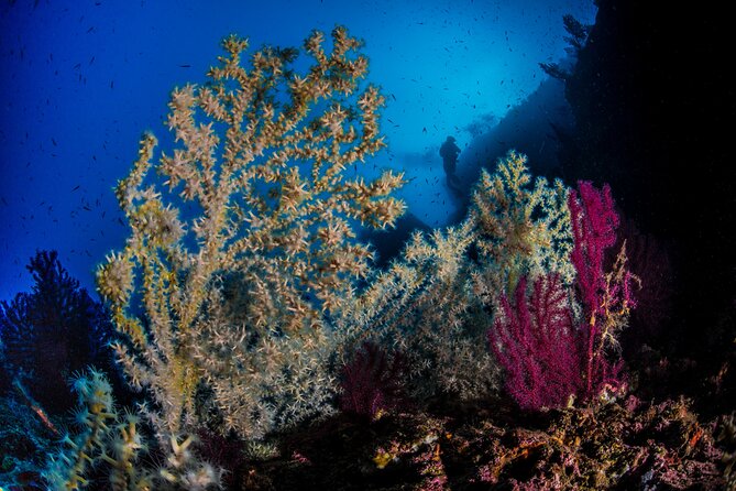 Immersion in Banco Santa Croce from Sorrento with Expert Guide - Two underwater sessions in the Gulf of Naples: what you’re aiming to see
