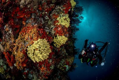 Immersion in Banco Santa Croce from Sorrento with Expert Guide - Equipment and what’s truly included (so you can budget without guessing)