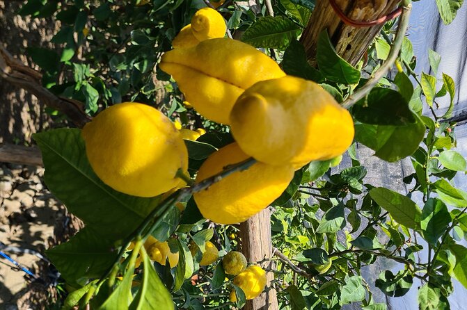 Lemon path hike - Amalfi coast - Key things I’d prioritize on this Lemon Path hike