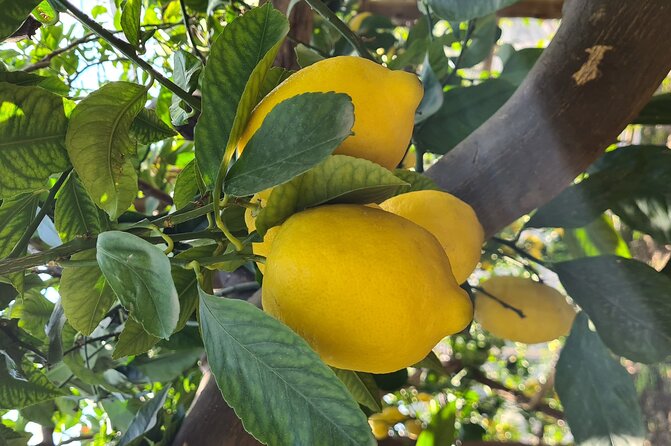 Lemon path hike - Amalfi coast - The Lemon Path experience: why this walk feels so Amalfi