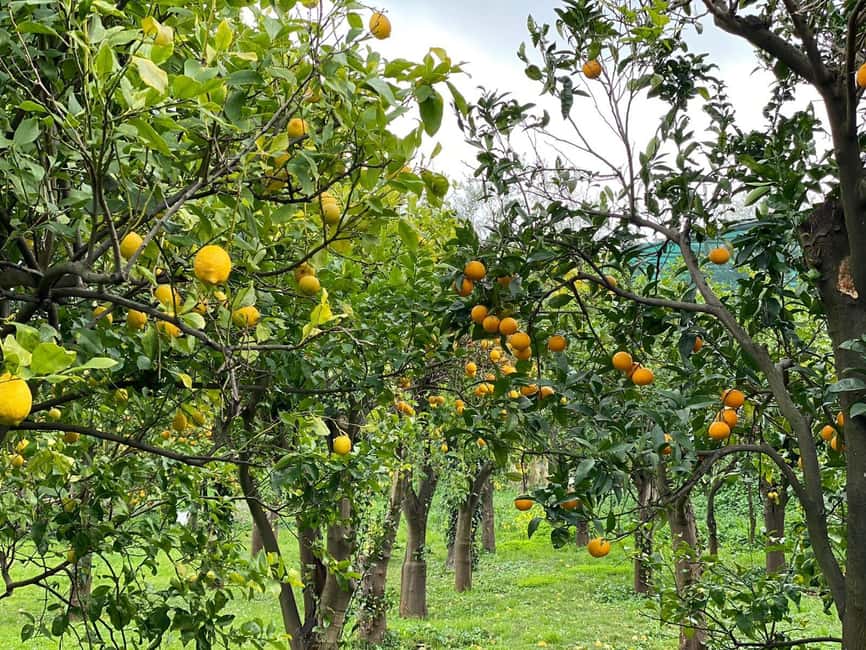 Lemon Tour with Lunch/Dinner - Key highlights to know before you go