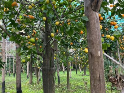 Lemon Tour with Lunch/Dinner - What the Guide Actually Covers About Sorrento Lemons