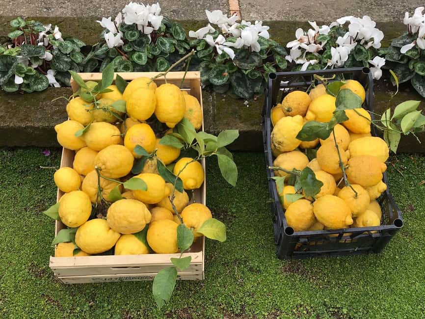 Lemon Tour with Lunch/Dinner - Price and Value: Is $97 per Person a Good Deal?